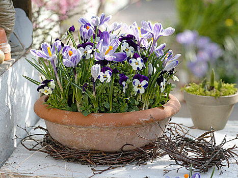 植物,壳,有角,紫罗兰,藏红花