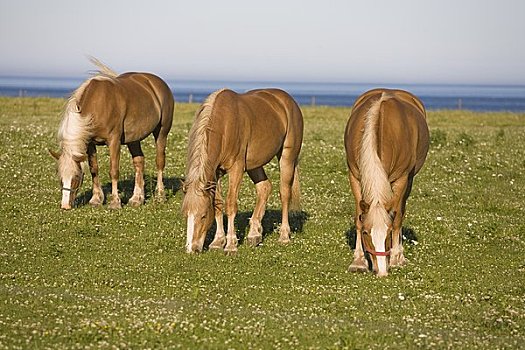 三个,马,草场,爱德华王子岛,加拿大