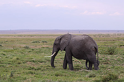肯尼亚非洲象