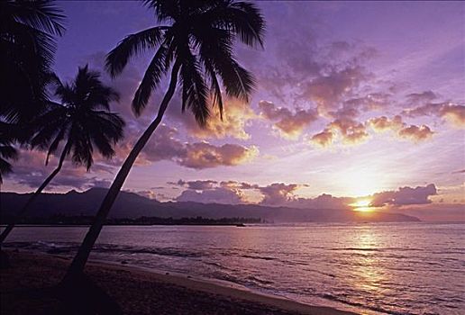 棕榈树,剪影,紫色,淡色调,日落,天空