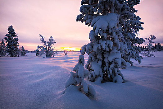 积雪,树,日落,拉普兰,芬兰