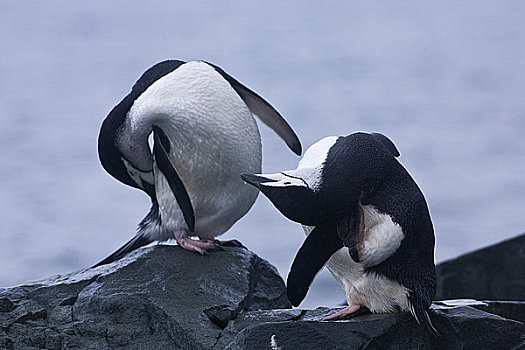 帽带企鹅,阿德利企鹅属,梳理,海岸,半月,岛屿,南设得兰群岛,南极