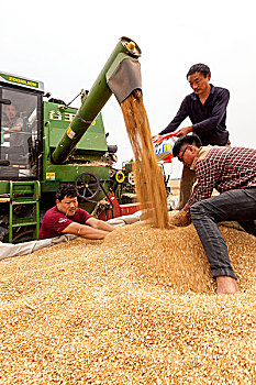 河南滑县,小麦成熟收获