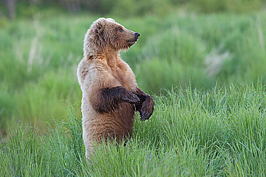 大灰熊,棕熊,向外看,秋天,阿拉斯加