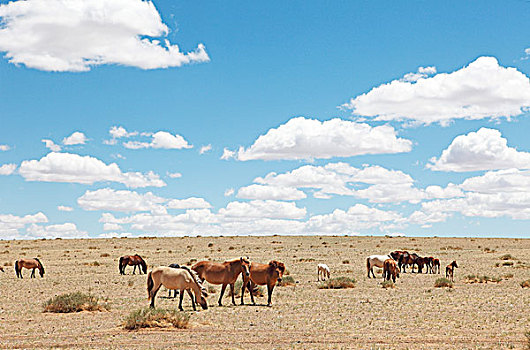 放牧,蒙古,马,中心,荒芜,省,亚洲
