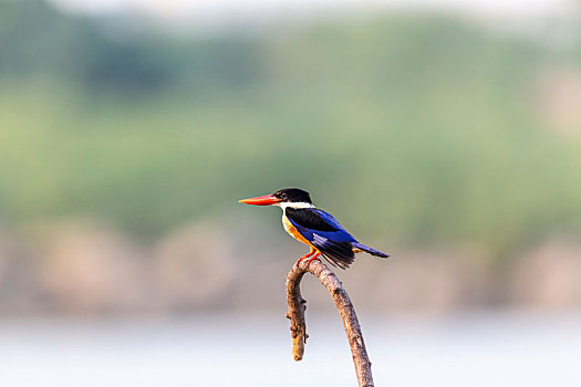 一只蓝翡翠鸟站立在树枝上东张西望,伺机捕食水里的鱼虾