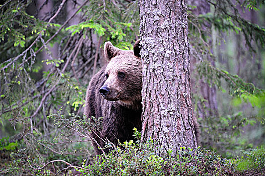 褐色,熊,幼兽,松柏科,树林,卡瑞里亚,东方,芬兰,欧洲