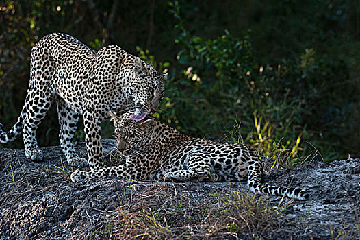 豹,女性,幼兽,沙子,自然保护区,南非,非洲