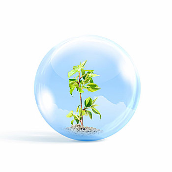 年轻,绿色植物,室内,玻璃,球体