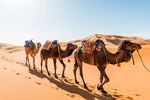 三个,单峰骆驼,驼队,跑,沙丘,沙漠,却比沙丘,梅如卡,撒哈拉沙漠,摩洛哥,非洲