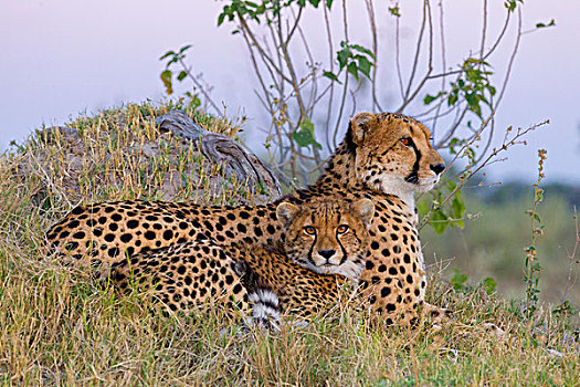 头像,印度豹,猎豹,幼兽,卧,草,奥卡万戈三角洲,博茨瓦纳,非洲