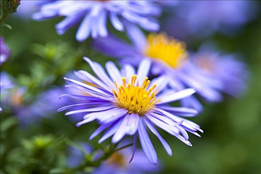 新英格兰,紫苑属,蓝色,花
