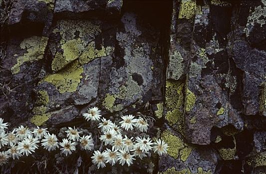 科西嘉,火绒草,苔藓,科西嘉岛,法国