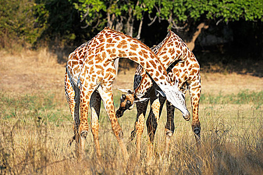 长颈鹿,雄性动物,打闹,南卢安瓜国家公园,赞比亚,非洲