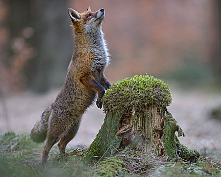 红狐,狐属,站立,直立,苔藓,树桩,波希米亚风格,树林,捷克共和国,欧洲
