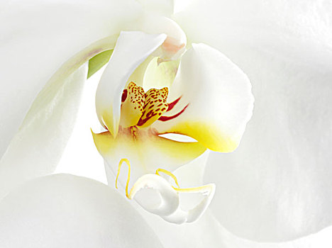 白色,兰花,蝴蝶兰属,微距
