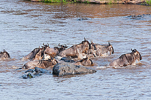 牧群,蓝角马,角马,马拉河,马赛马拉国家保护区,肯尼亚