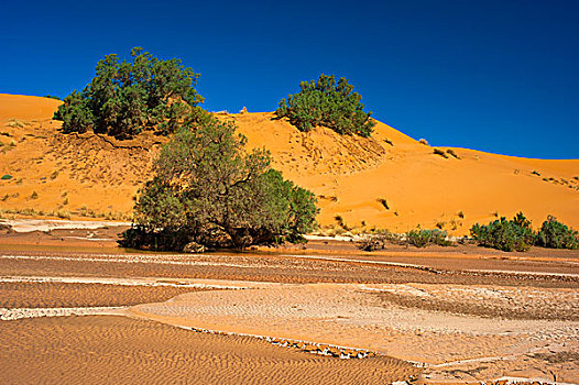 干燥,河床,雨,秋天,旱谷,沙丘,绿色,灌木丛,却比沙丘,沙漠,撒哈拉沙漠,南方,摩洛哥,非洲