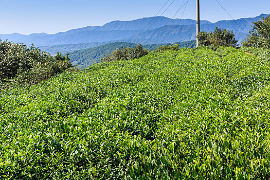 山地绿色生态茶园