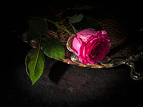 粉红玫瑰,银色托盘,黑色背景