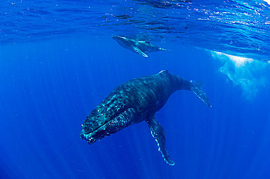 驼背鲸,大翅鲸属,鲸鱼,南方,巴伊亚,巴西