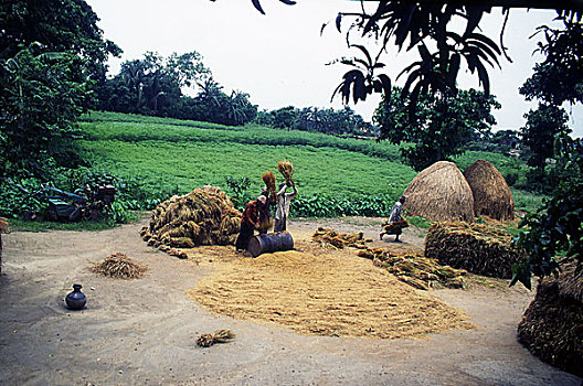 脱粒,收获,稻田,孟加拉