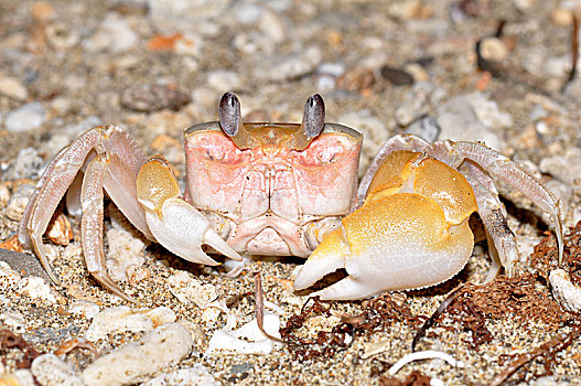 沙滩蟹品种图片