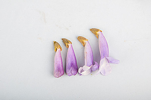 紫色的桐树花