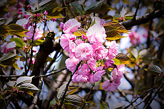 樱花,烂漫樱花