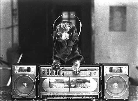 达克斯猎狗,耳机,精准,地点,未知,古巴,加勒比,中美洲