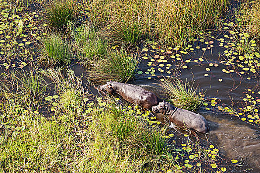 河马,淡水,湿地,航拍,奥卡万戈三角洲,莫雷米禁猎区,博茨瓦纳,非洲