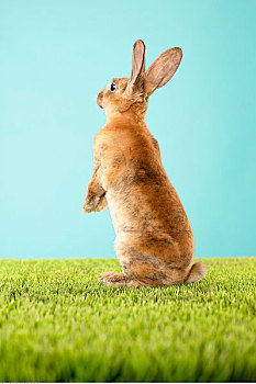 兔子,后腿站立