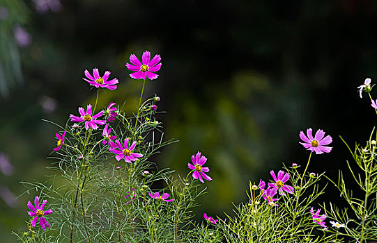 波斯菊