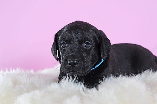 拉布拉多犬,黑色,4星期大,躺着,羊皮,奥地利,欧洲