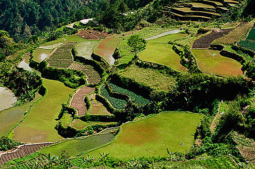 稻米梯田