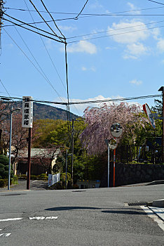 东京箱根的樱花