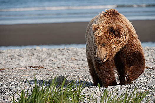 科迪亚克熊,棕熊,海岸,阿拉斯加,美国