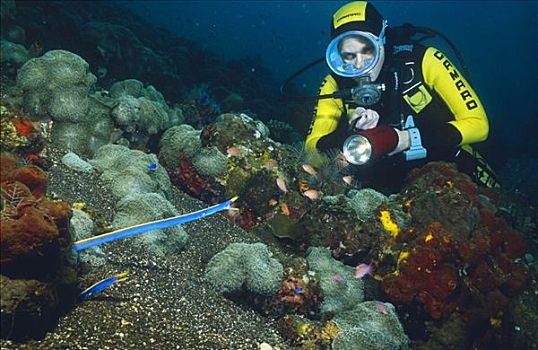 潜水者,带,鳗鱼,图兰奔,巴厘岛,印度尼西亚
