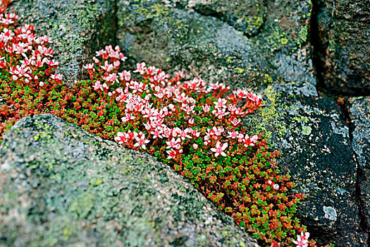 挪威,乌特希拉,岛屿,花,石头,裂缝