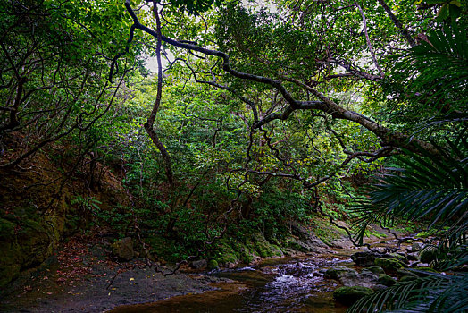 丛林,岛屿,冲绳,日本