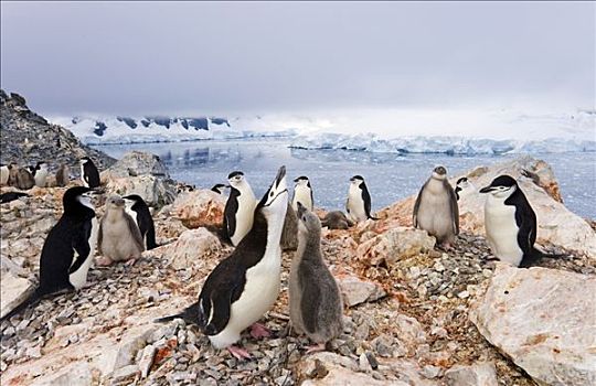 帽带企鹅,南极企鹅,生物群,弄脏,红色,泥,龙头,南极