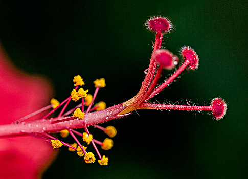 扶桑花