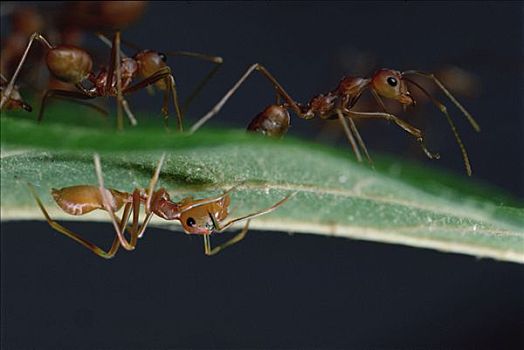 绿色,树,蚂蚁,群,叶子,跳蛛,隐藏,下面,斯里兰卡