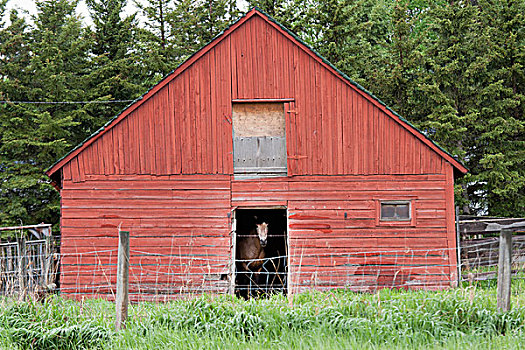 马,站立,室内,艾伯塔省,加拿大