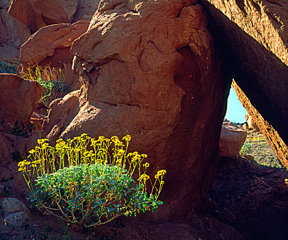 美国,加利福尼亚,安萨玻里哥沙漠州立公园,野花,画廊