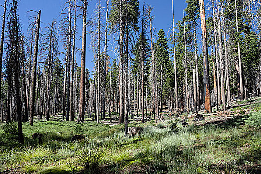 树,损坏,森林火灾,靠近,小树林,优胜美地国家公园,加利福尼亚,美国,北美