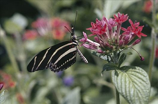 授粉,花