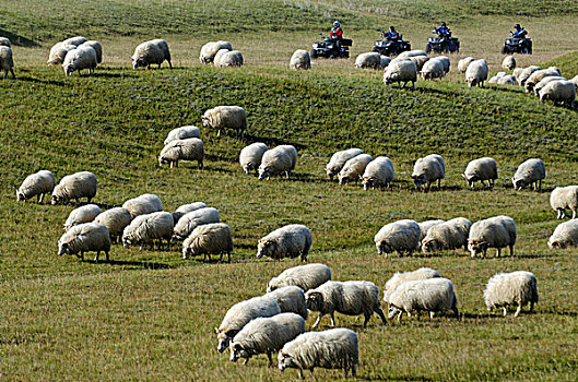 羊群,四轮摩托车,绿色,草地,草场,绵羊,南,冰岛,欧洲