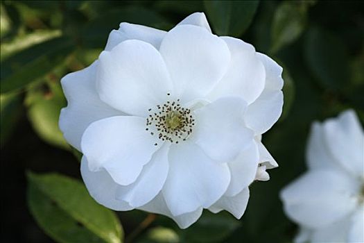 特写,白色蔷薇