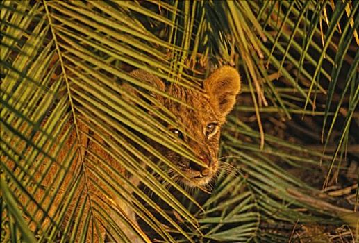 奥卡万戈三角洲,特写,幼狮,隐藏,后面,植物